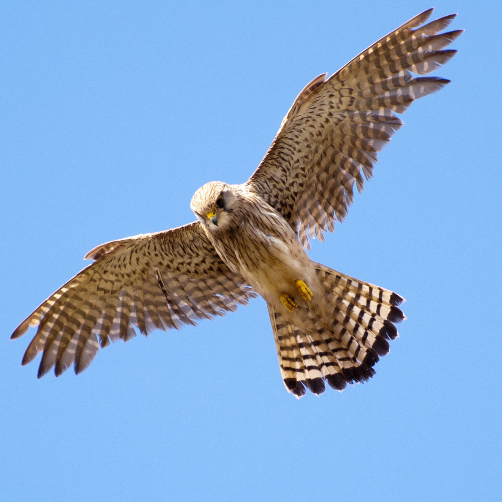 shutterstock_133374038